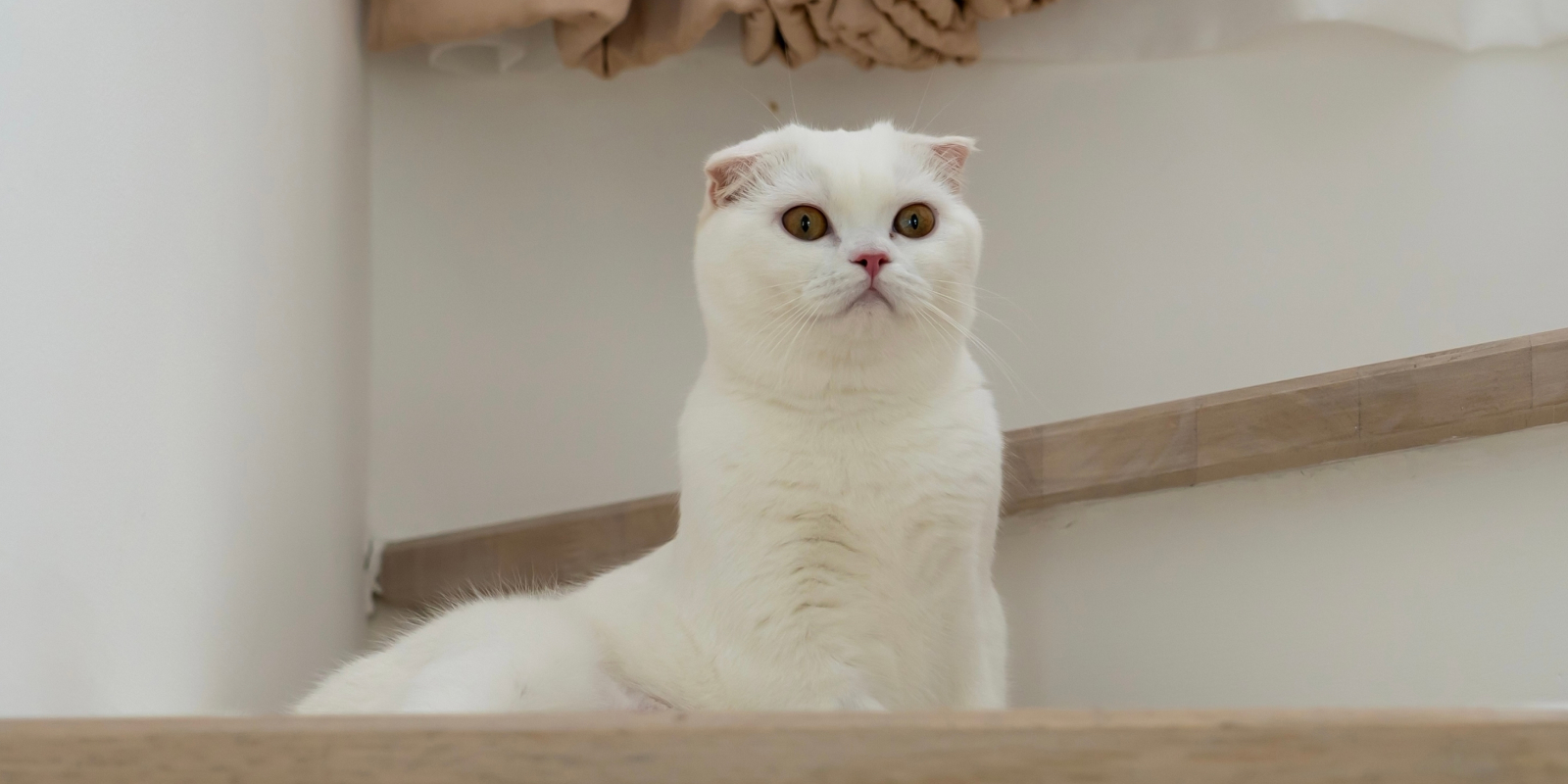Шотландская вислоухая кошка