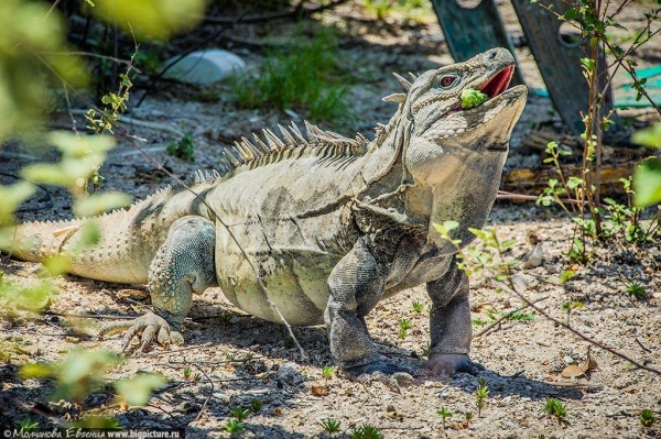75 фактов про Доминиканскую Республику 75 фактов про Доминиканскую Республику