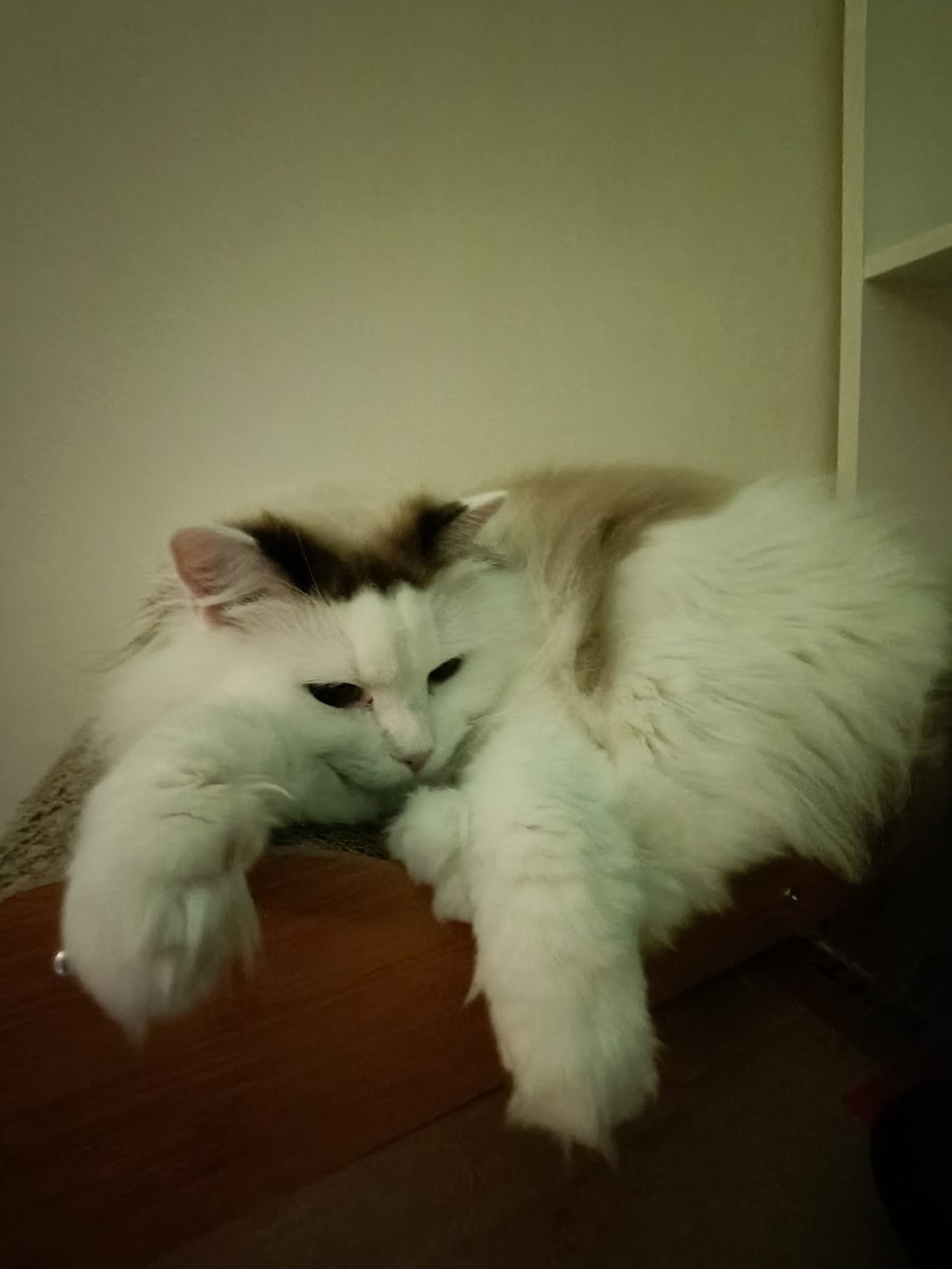 Обзор Honor 400 Lite — доступного и тонкого смартфона, на котором удивительно комфортно играть Обзор Honor 400 Lite — доступного и тонкого смартфона, на котором удивительно комфортно играть