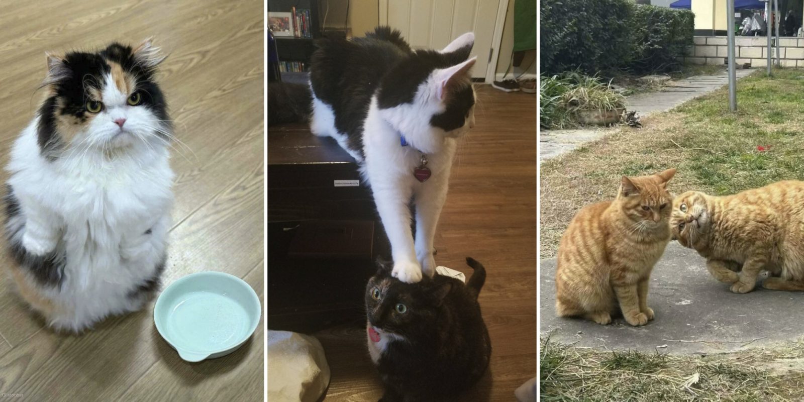 Кото-комедия: 20 забавных фото питомцев от пользователей Сети Кото-комедия: 20 забавных фото питомцев от пользователей Сети