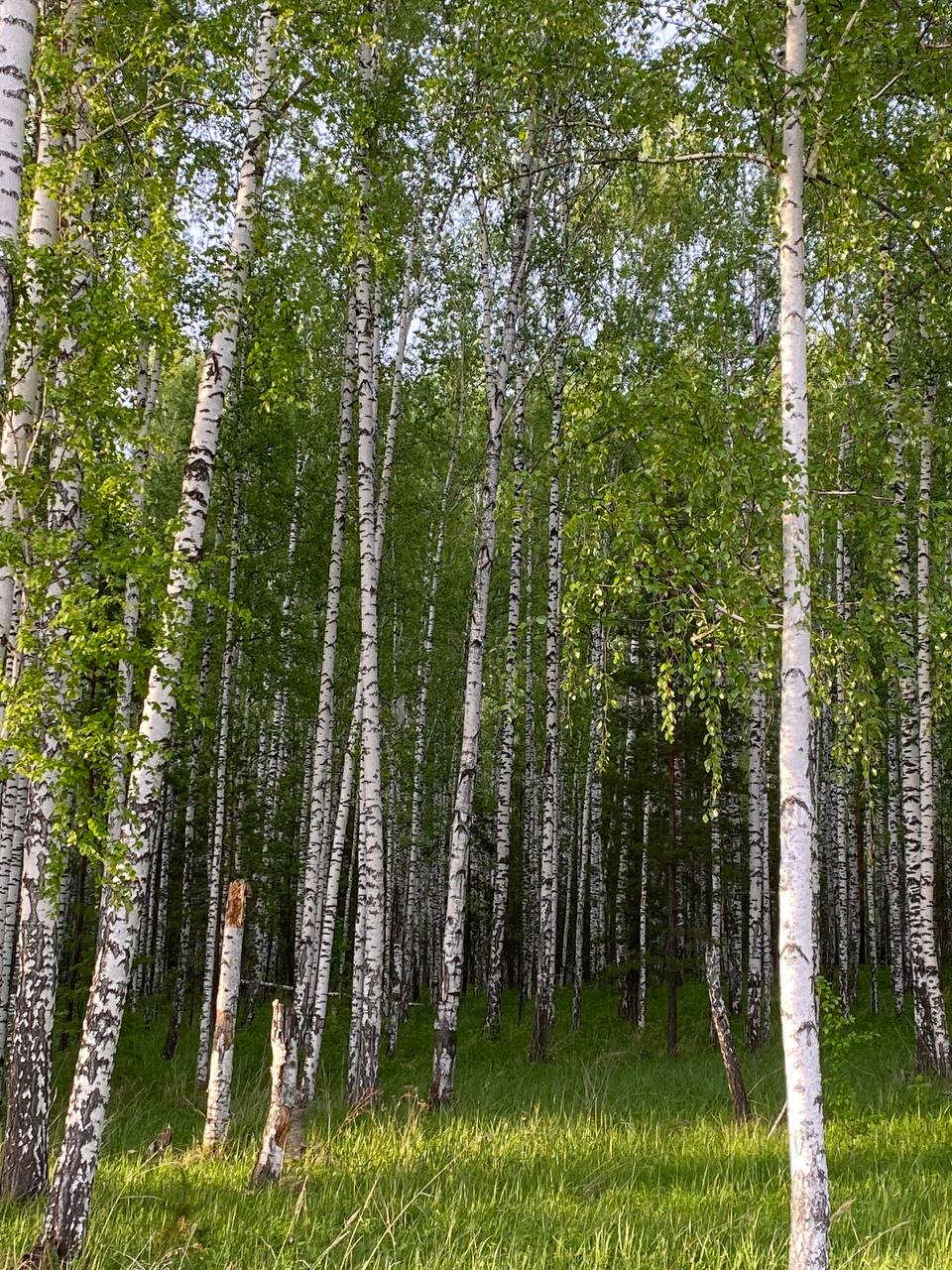 Как я переехала из шумного мегаполиса в лес и ни капли не пожалела Как я переехала из шумного мегаполиса в лес и ни капли не пожалела