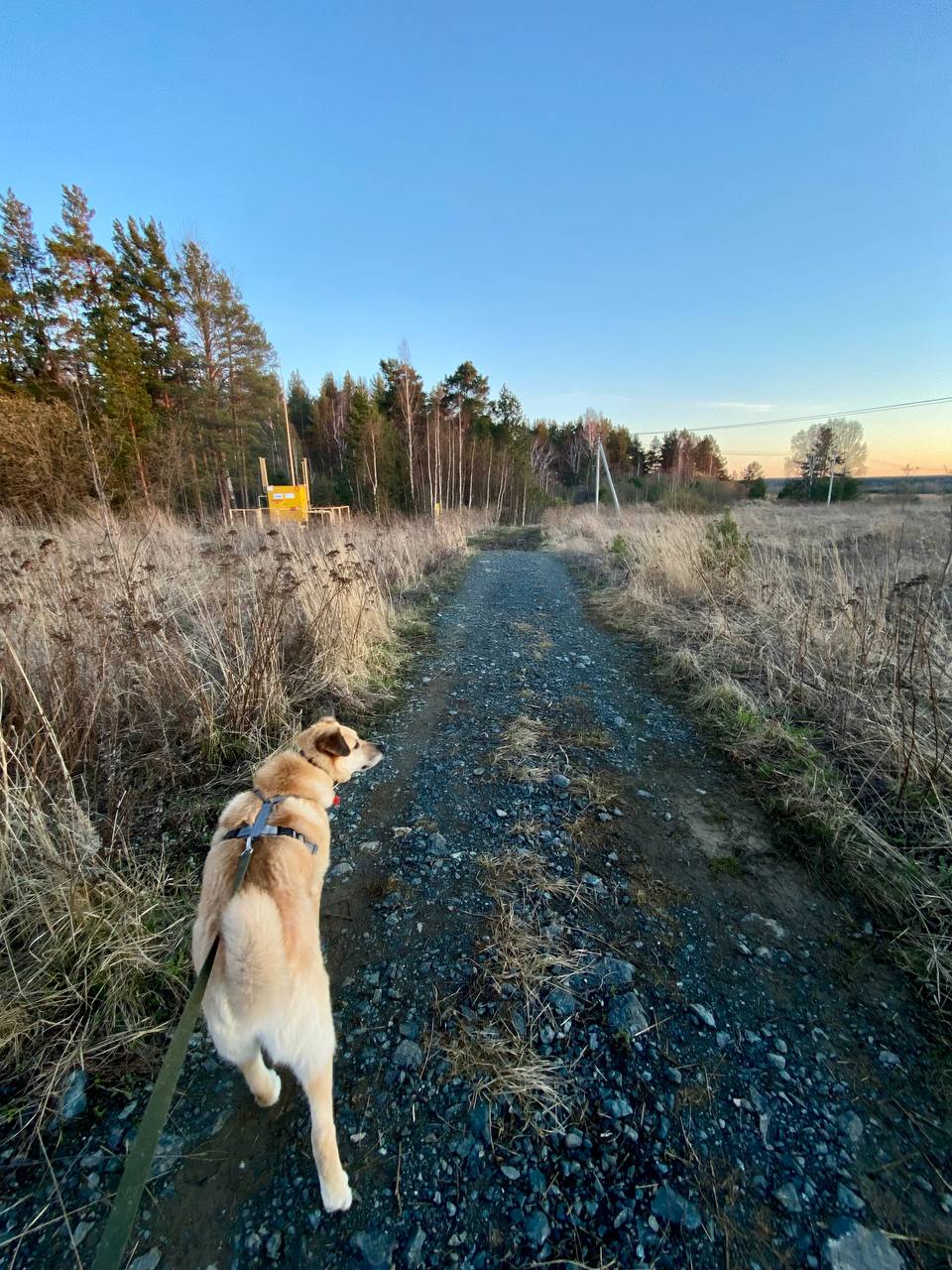 Как я переехала из шумного мегаполиса в лес и ни капли не пожалела Как я переехала из шумного мегаполиса в лес и ни капли не пожалела