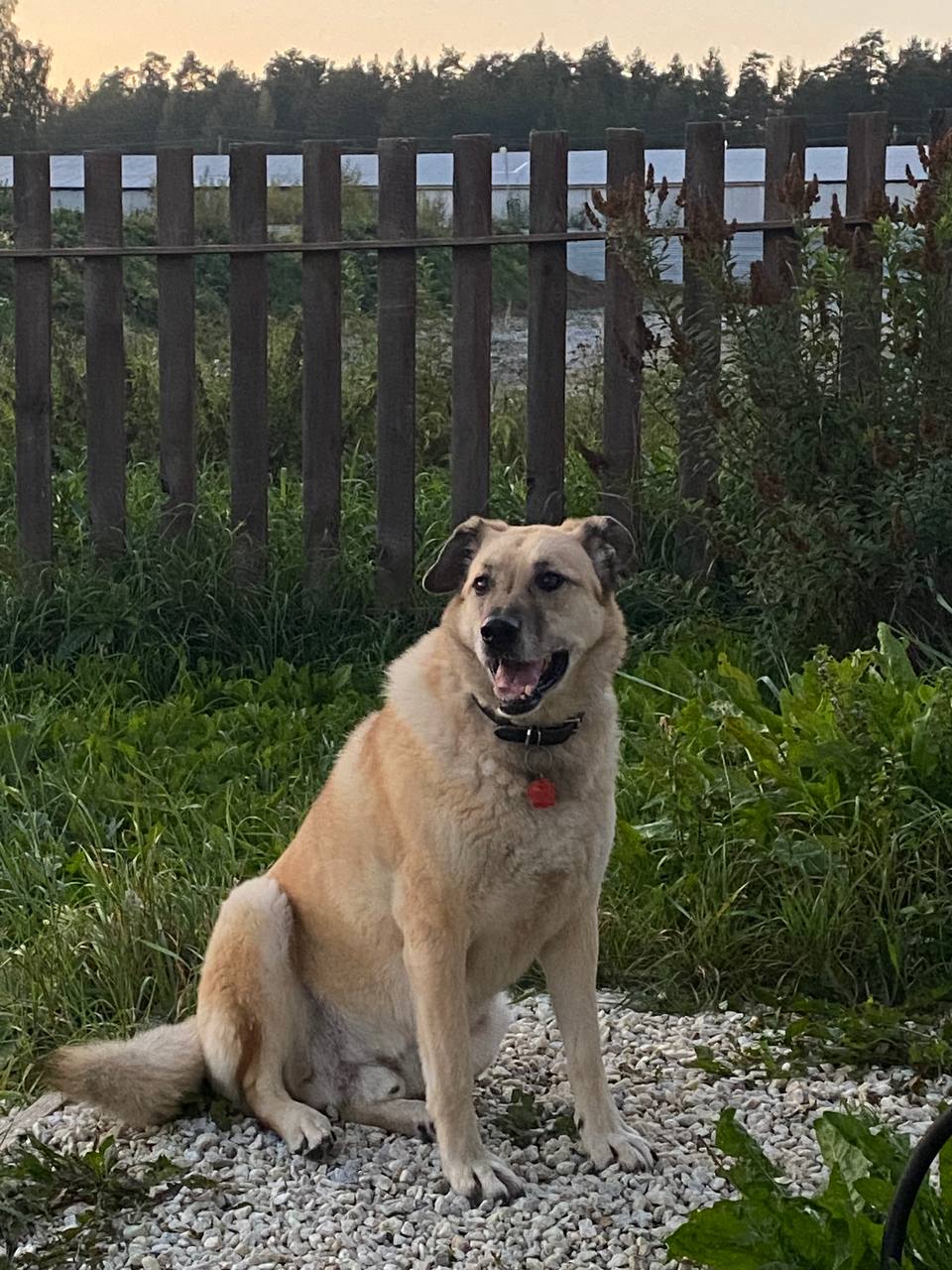 Как я переехала из шумного мегаполиса в лес и ни капли не пожалела Как я переехала из шумного мегаполиса в лес и ни капли не пожалела