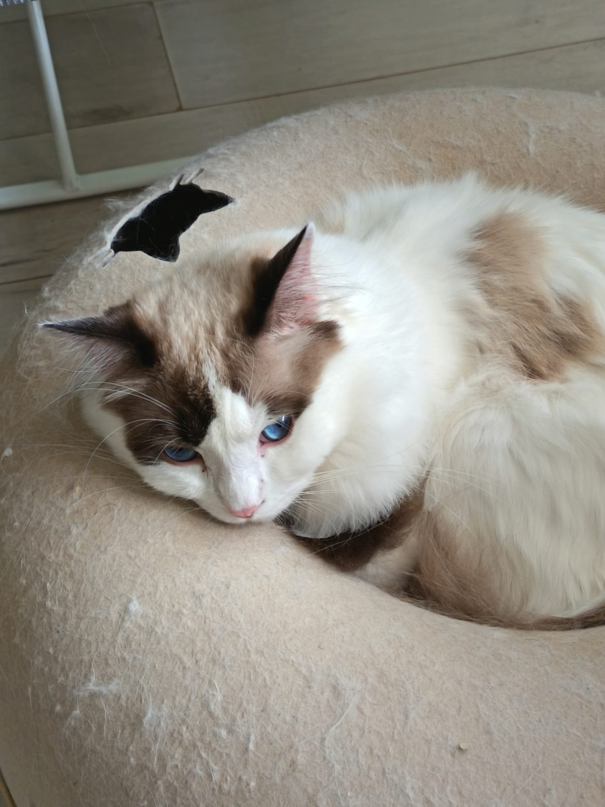 Обзор Honor 400 Lite — доступного и тонкого смартфона, на котором удивительно комфортно играть Обзор Honor 400 Lite — доступного и тонкого смартфона, на котором удивительно комфортно играть