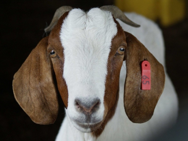 Пристегните ремни: откровения стюардессы о том, как мы летаем Пристегните ремни: откровения стюардессы о том, как мы летаем