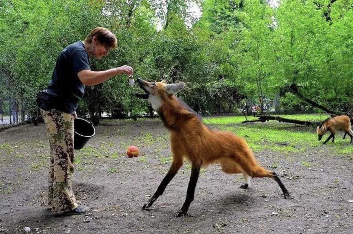 ТОП-20 самых необычных животных мира — фото и описание | Странные и редкие существа ТОП-20 самых необычных животных мира — фото и описание | Странные и редкие существа