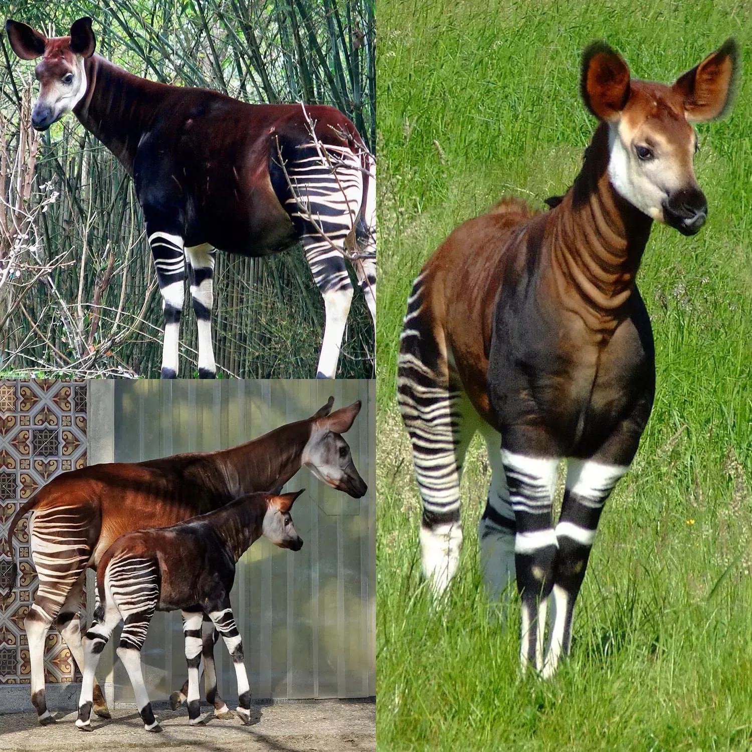 ТОП-20 самых необычных животных мира — фото и описание | Странные и редкие существа ТОП-20 самых необычных животных мира — фото и описание | Странные и редкие существа