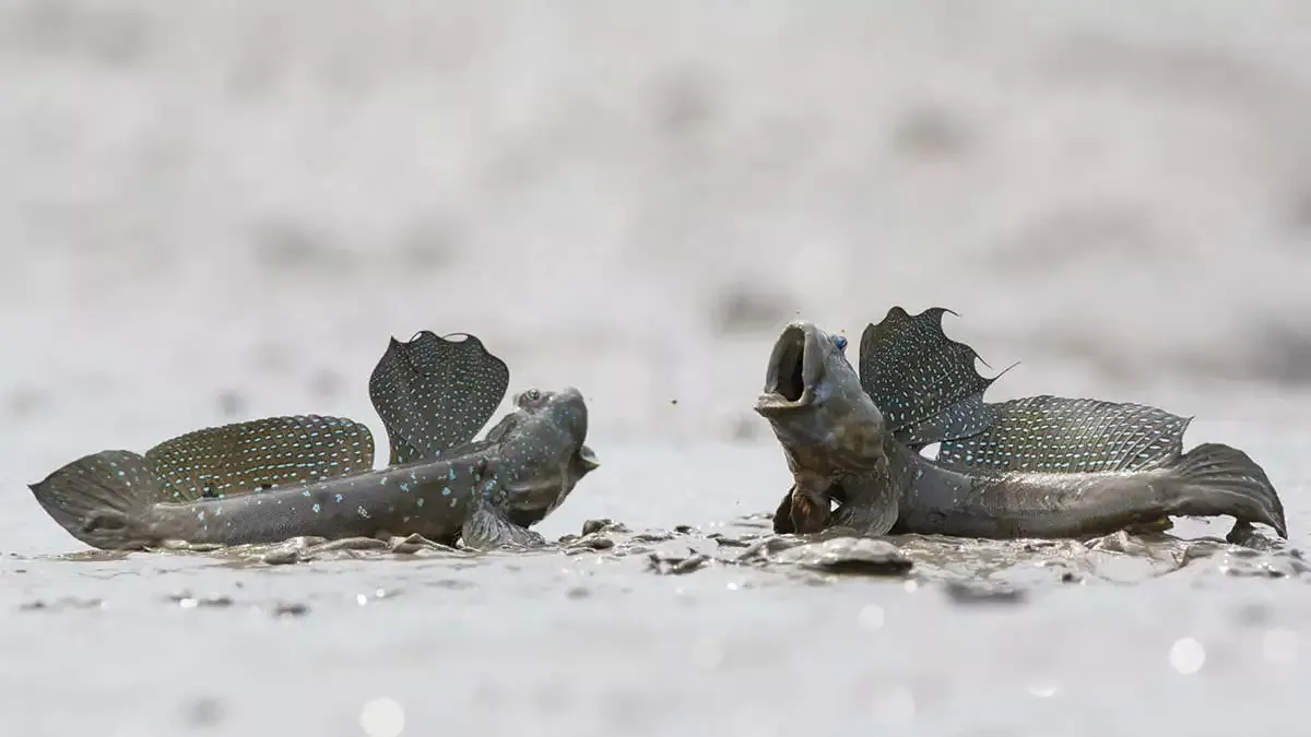 ТОП-20 самых необычных животных мира — фото и описание | Странные и редкие существа ТОП-20 самых необычных животных мира — фото и описание | Странные и редкие существа