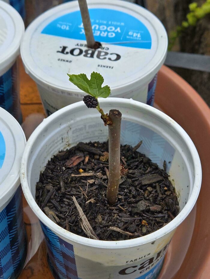 Зато своё: 20 фото очень смешного урожая от пользователей Сети Зато своё: 20 фото очень смешного урожая от пользователей Сети