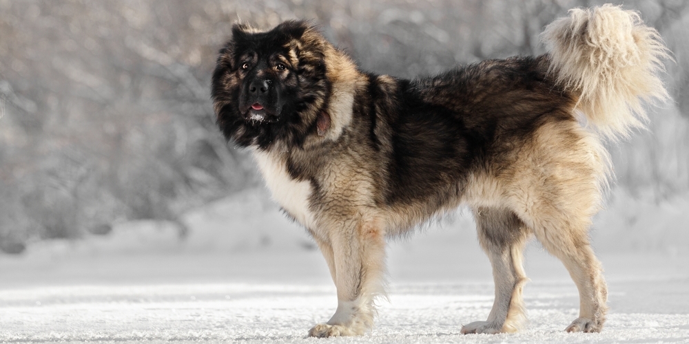 11 бойцовских пород собак, с которыми не страшно гулять по ночам 11 бойцовских пород собак, с которыми не страшно гулять по ночам
