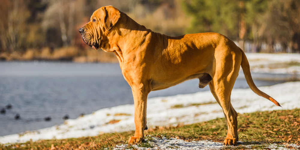 11 бойцовских пород собак, с которыми не страшно гулять по ночам 11 бойцовских пород собак, с которыми не страшно гулять по ночам