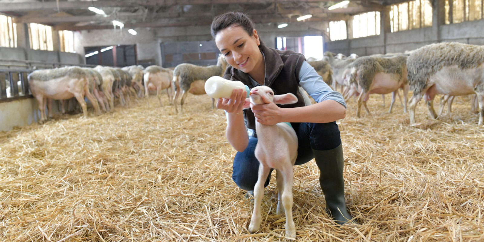 От традиций к инновациям: 8 перспективных профессий современного сельского хозяйства От традиций к инновациям: 8 перспективных профессий современного сельского хозяйства