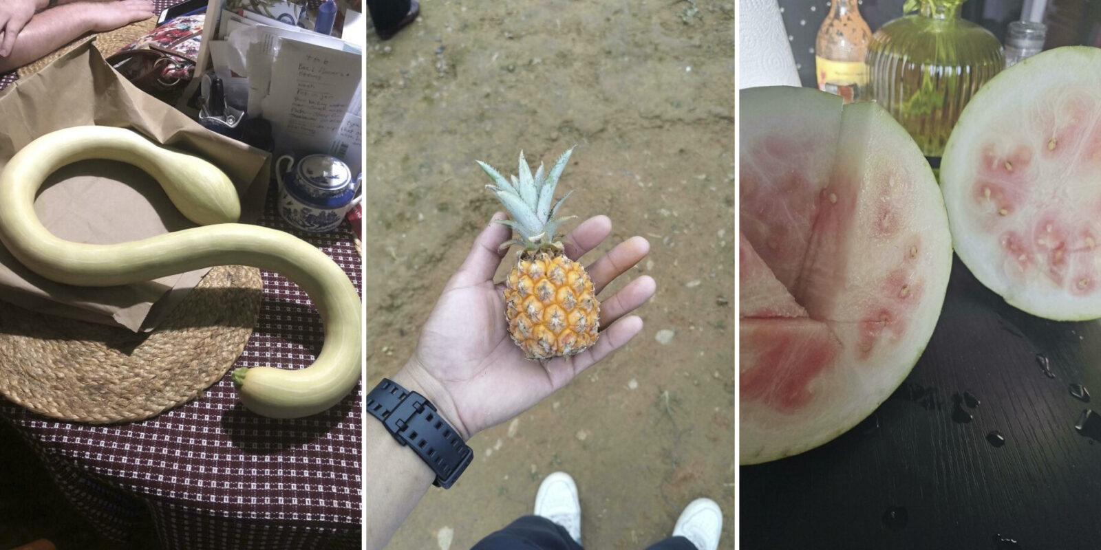 Зато своё: 20 фото очень смешного урожая от пользователей Сети Зато своё: 20 фото очень смешного урожая от пользователей Сети