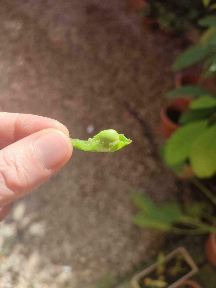 Зато своё: 20 фото очень смешного урожая от пользователей Сети Зато своё: 20 фото очень смешного урожая от пользователей Сети