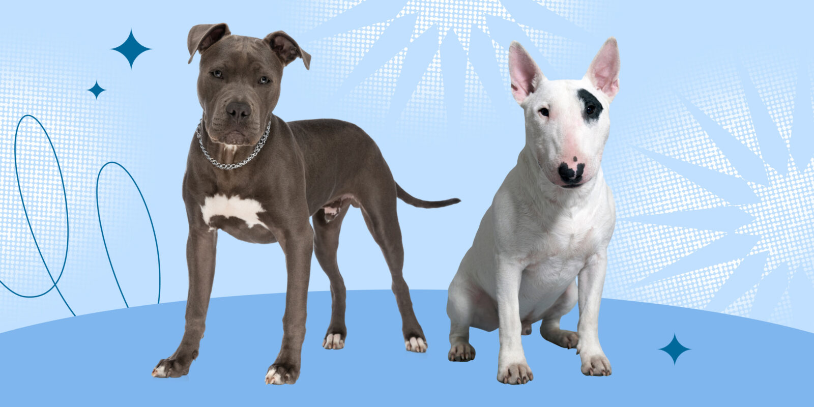 11 бойцовских пород собак, с которыми не страшно гулять по ночам 11 бойцовских пород собак, с которыми не страшно гулять по ночам