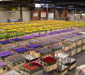 ТОП-20 самых необычных животных мира — фото и описание | Странные и редкие существа ТОП-20 самых необычных животных мира — фото и описание | Странные и редкие существа