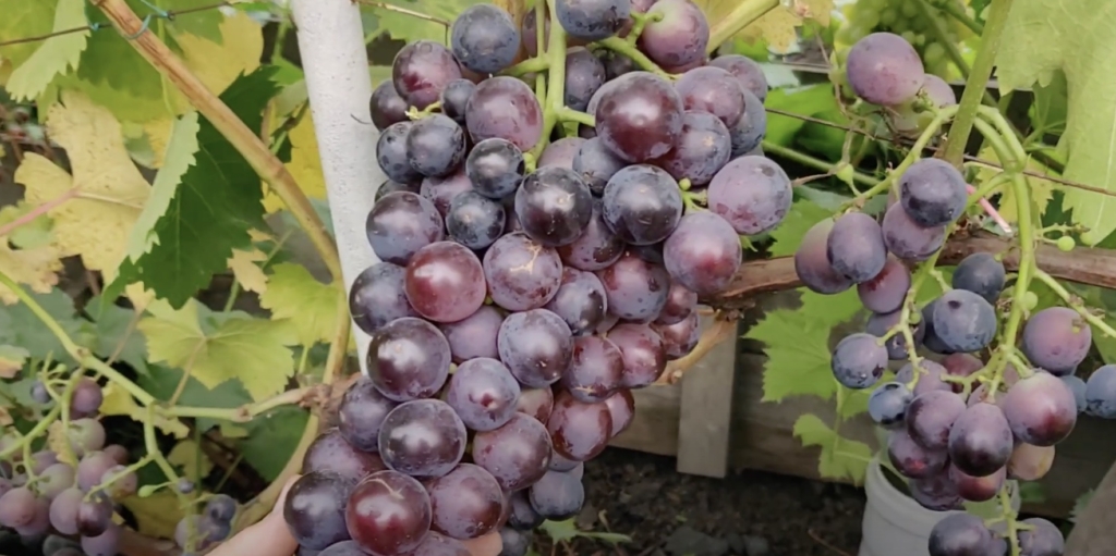 Топ‑9 вкусных сортов винограда, которые не разочаруют при покупке Топ‑9 вкусных сортов винограда, которые не разочаруют при покупке