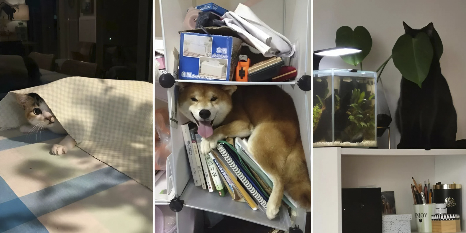 Когда ваш питомец ниндзя: 25 забавных фото затаившихся домашних животных Когда ваш питомец ниндзя: 25 забавных фото затаившихся домашних животных