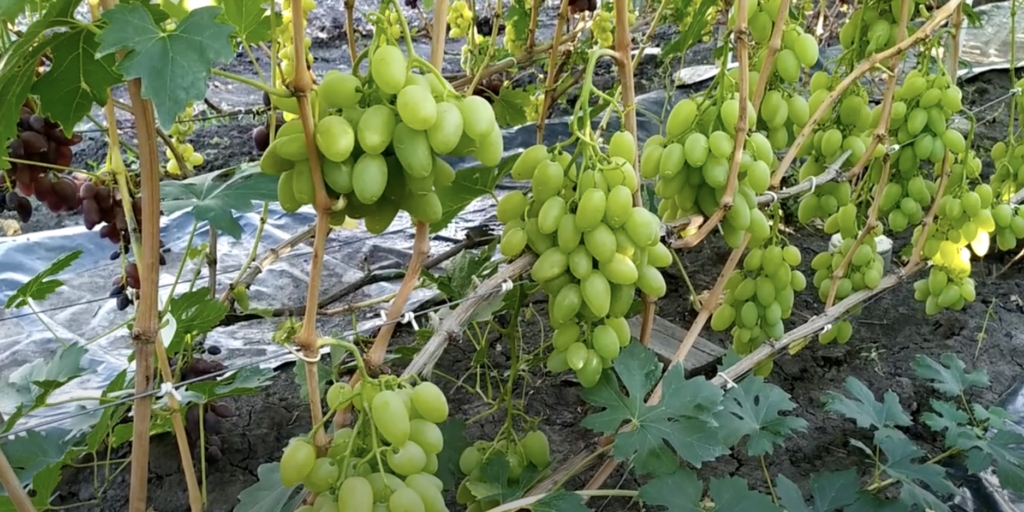 Топ‑9 вкусных сортов винограда, которые не разочаруют при покупке Топ‑9 вкусных сортов винограда, которые не разочаруют при покупке