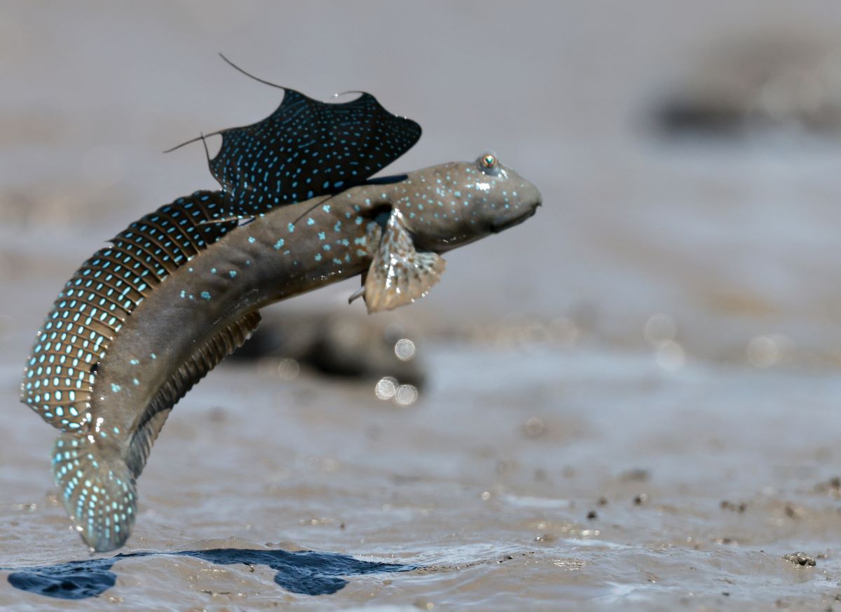 ТОП-20 самых необычных животных мира — фото и описание | Странные и редкие существа ТОП-20 самых необычных животных мира — фото и описание | Странные и редкие существа