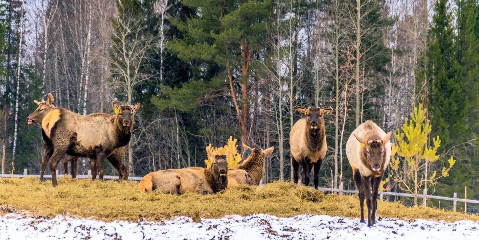 Испечь хлеб и приготовить улиток: чему можно научиться на фермах в России Испечь хлеб и приготовить улиток: чему можно научиться на фермах в России