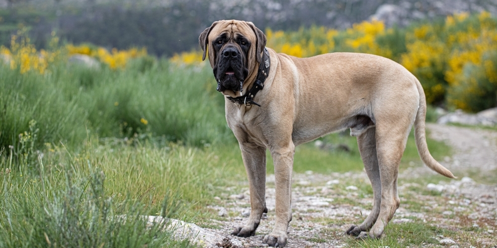 11 бойцовских пород собак, с которыми не страшно гулять по ночам 11 бойцовских пород собак, с которыми не страшно гулять по ночам