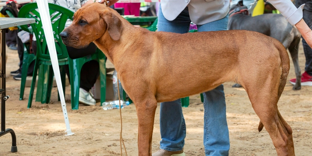 11 бойцовских пород собак, с которыми не страшно гулять по ночам 11 бойцовских пород собак, с которыми не страшно гулять по ночам