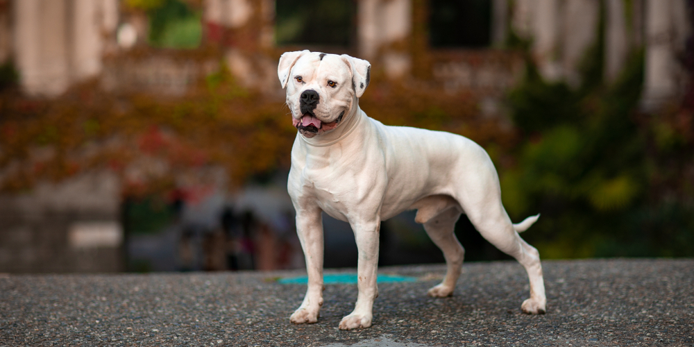 11 бойцовских пород собак, с которыми не страшно гулять по ночам 11 бойцовских пород собак, с которыми не страшно гулять по ночам