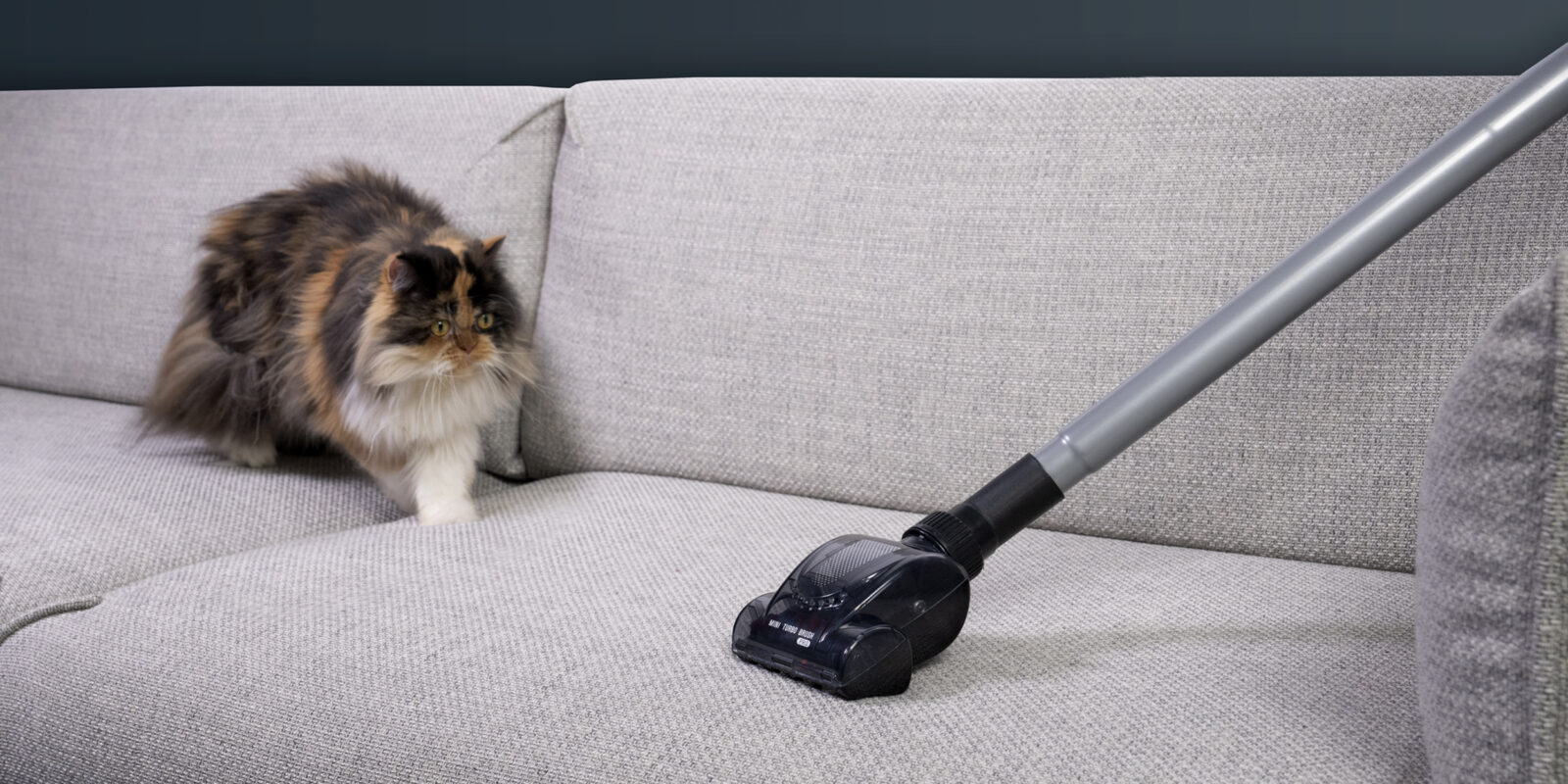 Шерсть из каждого угла: 6 важных правил уборки для хозяев котиков Шерсть из каждого угла: 6 важных правил уборки для хозяев котиков