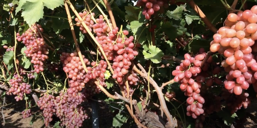 Топ‑9 вкусных сортов винограда, которые не разочаруют при покупке Топ‑9 вкусных сортов винограда, которые не разочаруют при покупке