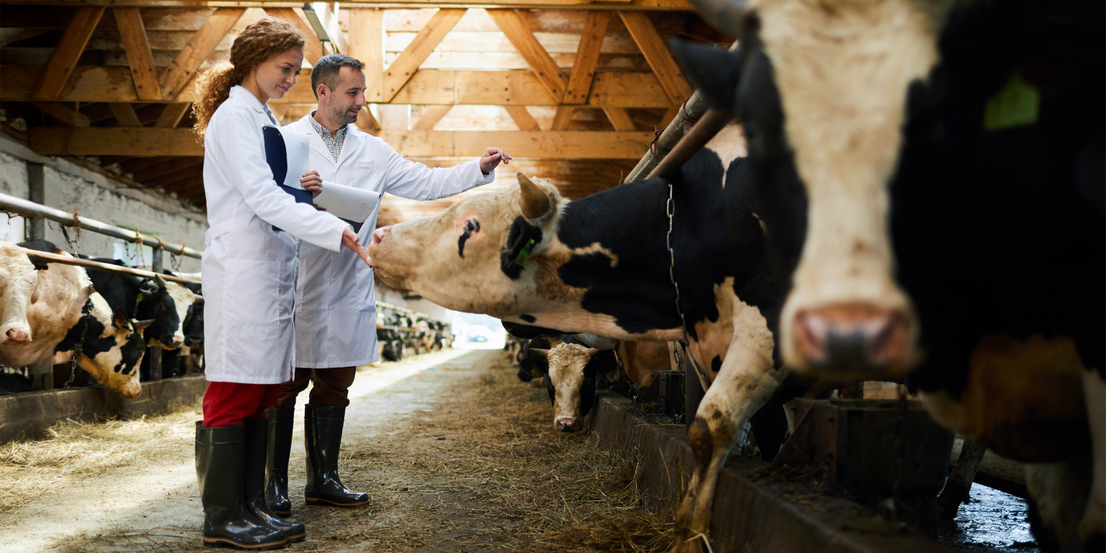 От традиций к инновациям: 8 перспективных профессий современного сельского хозяйства От традиций к инновациям: 8 перспективных профессий современного сельского хозяйства