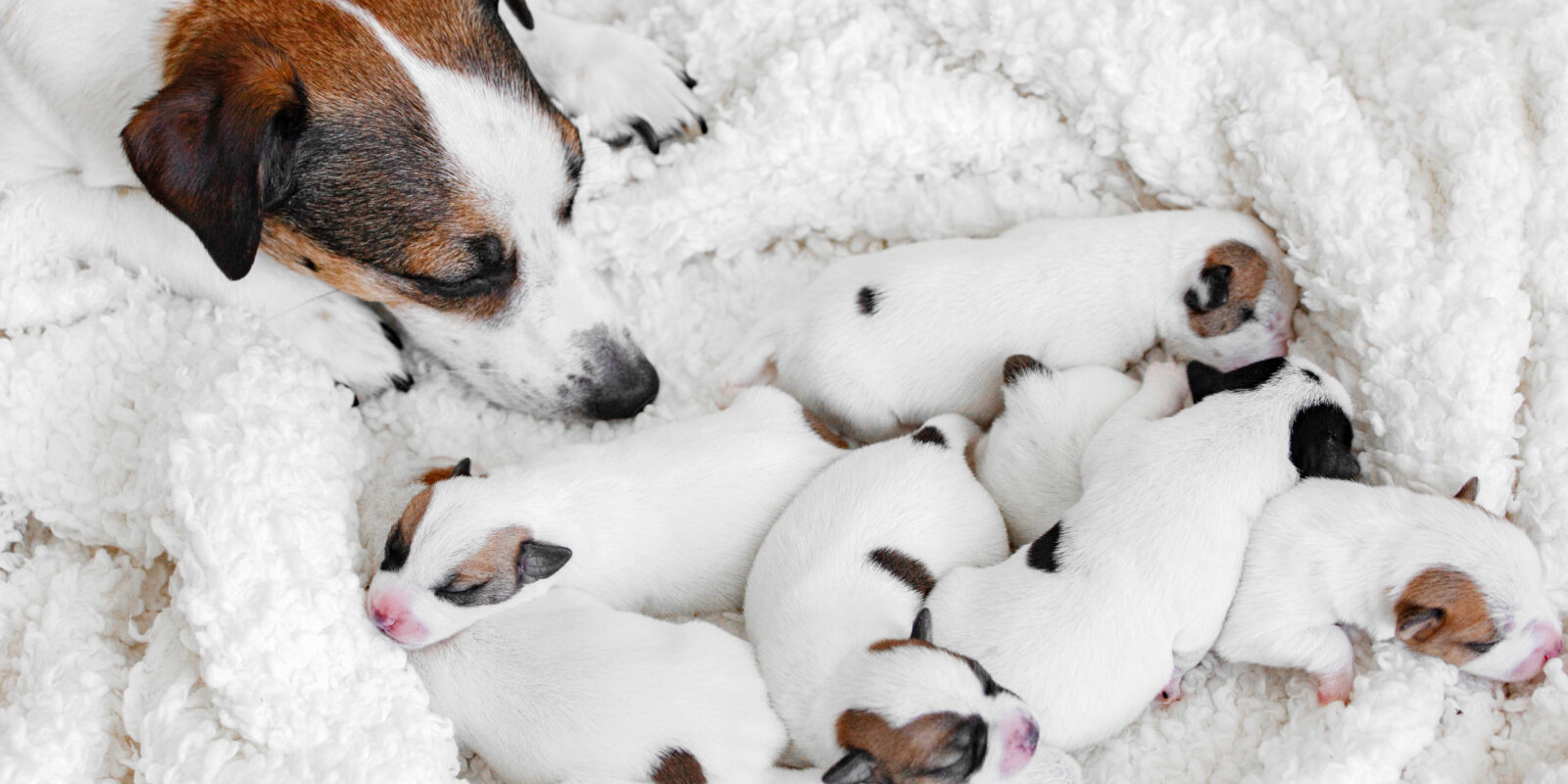 Как понять, что собака рожает, и как ей помочь Как понять, что собака рожает, и как ей помочь