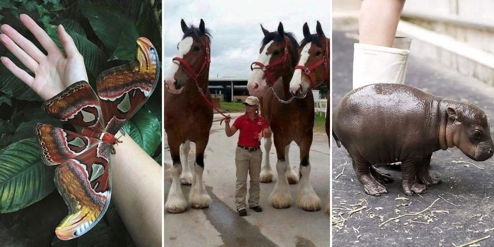 Человек-линейка: 20 фото из Сети, которые заставят пересмотреть представления о размерах Человек-линейка: 20 фото из Сети, которые заставят пересмотреть представления о размерах