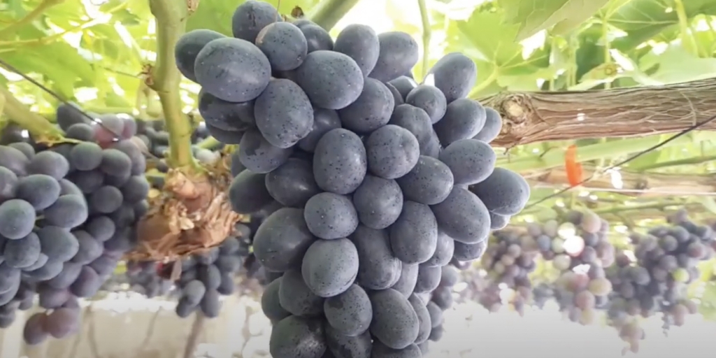 Топ‑9 вкусных сортов винограда, которые не разочаруют при покупке Топ‑9 вкусных сортов винограда, которые не разочаруют при покупке