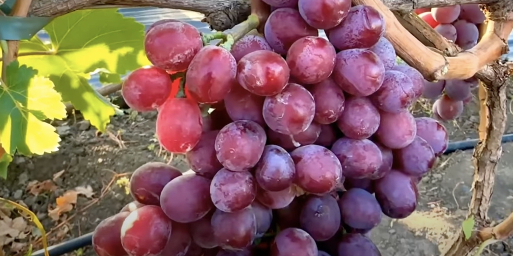 Топ‑9 вкусных сортов винограда, которые не разочаруют при покупке Топ‑9 вкусных сортов винограда, которые не разочаруют при покупке