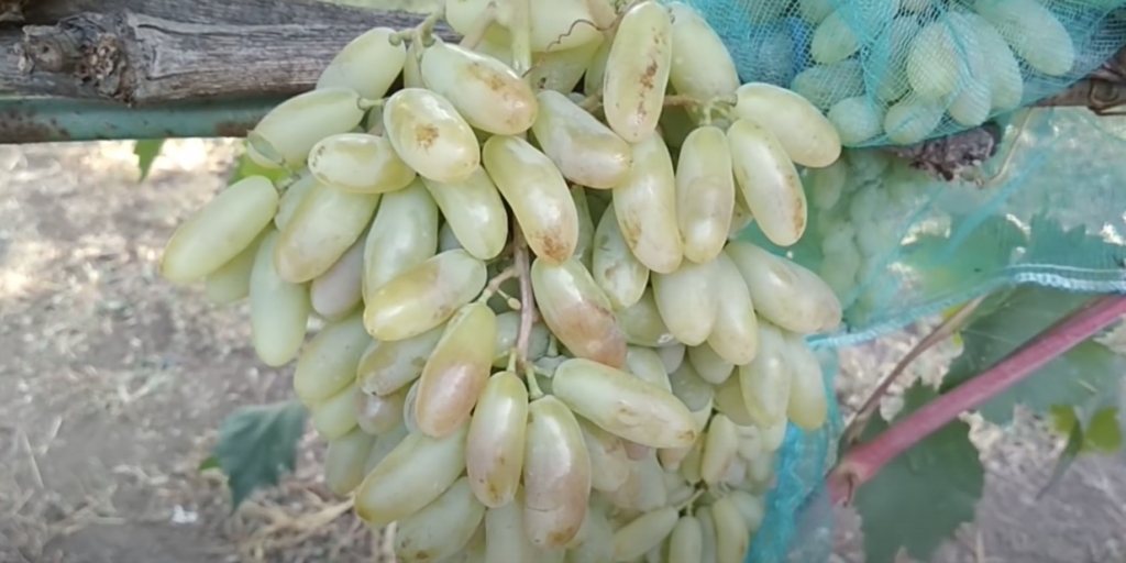 Топ‑9 вкусных сортов винограда, которые не разочаруют при покупке Топ‑9 вкусных сортов винограда, которые не разочаруют при покупке