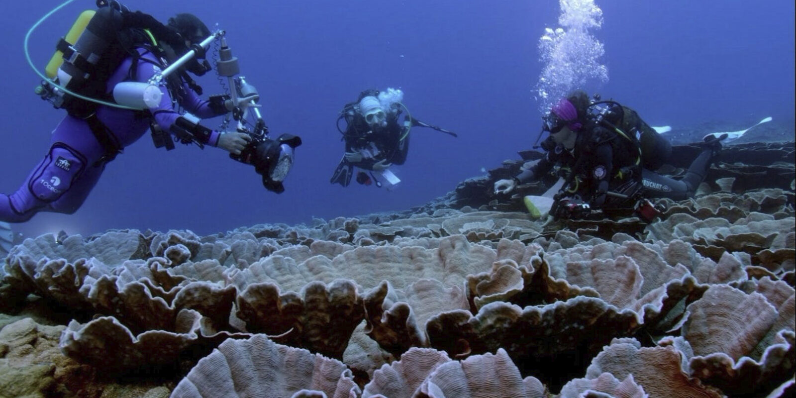 Массовое отмирание кораллов подтверждает приближение переломного момента в климате Земли Массовое отмирание кораллов подтверждает приближение переломного момента в климате Земли