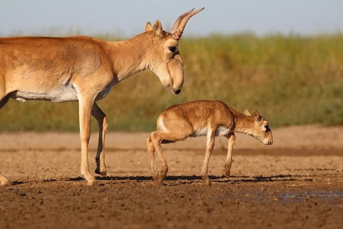 ТОП-20 самых необычных животных мира — фото и описание | Странные и редкие существа ТОП-20 самых необычных животных мира — фото и описание | Странные и редкие существа