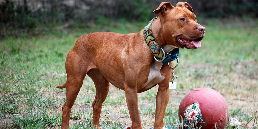 11 бойцовских пород собак, с которыми не страшно гулять по ночам 11 бойцовских пород собак, с которыми не страшно гулять по ночам