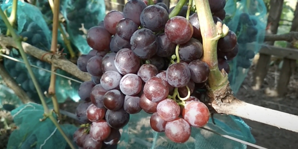 Топ‑9 вкусных сортов винограда, которые не разочаруют при покупке Топ‑9 вкусных сортов винограда, которые не разочаруют при покупке