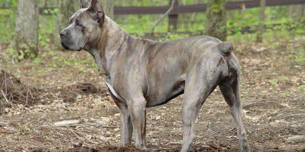 11 бойцовских пород собак, с которыми не страшно гулять по ночам 11 бойцовских пород собак, с которыми не страшно гулять по ночам