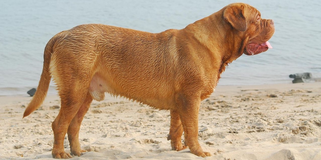 11 бойцовских пород собак, с которыми не страшно гулять по ночам 11 бойцовских пород собак, с которыми не страшно гулять по ночам