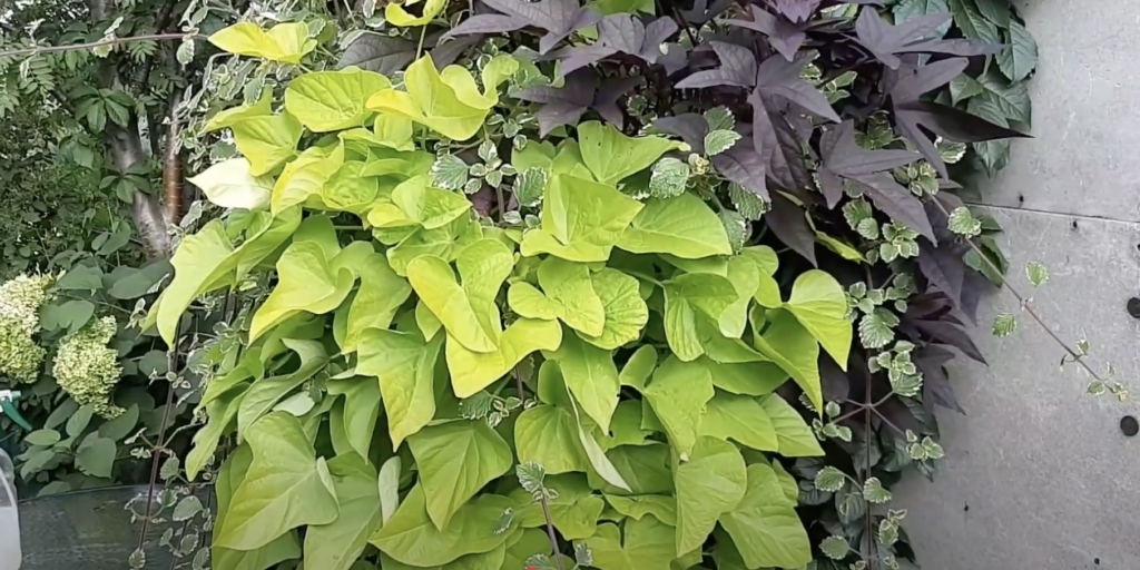 Что такое батат и чем он отличается от картофеля Что такое батат и чем он отличается от картофеля